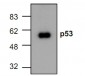 p53 Antibody (Clone C6A5)